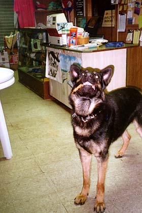 Brutus, the guard dog